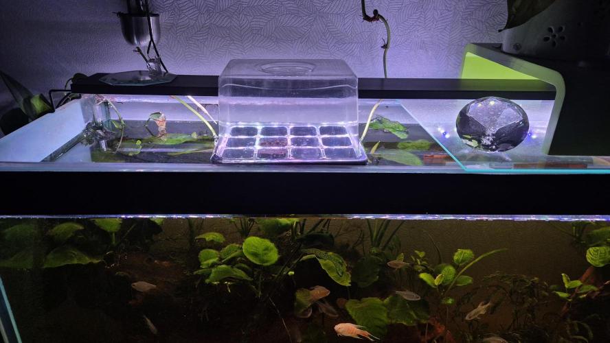 Gorillamelon (Pringles-Cup). Week 0