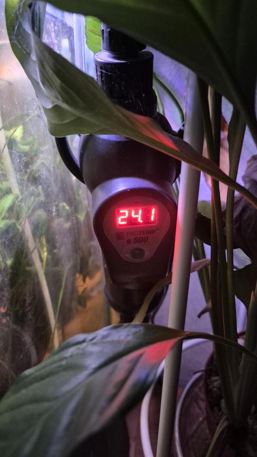 Gorillamelon (Pringles-Cup). Week 0 - Tag 1
Wohl temperiert