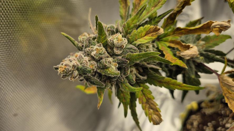 Kush für Karen. Week 14