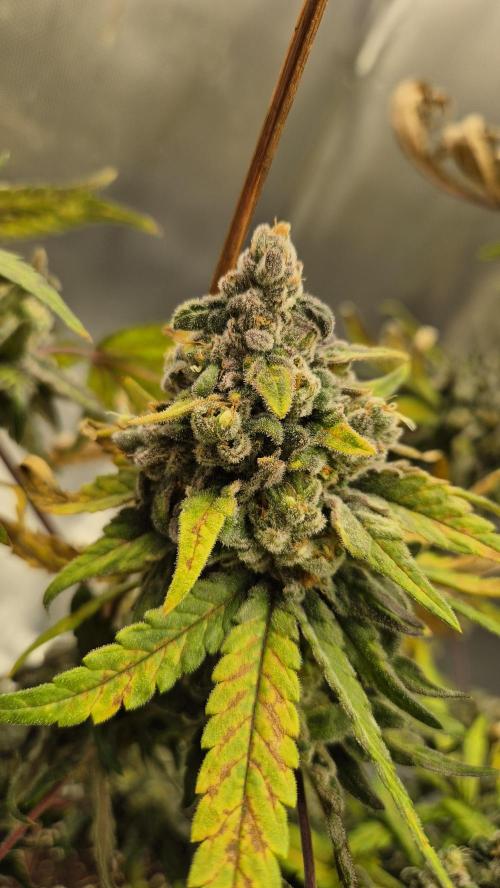 Kush für Karen. Week 14