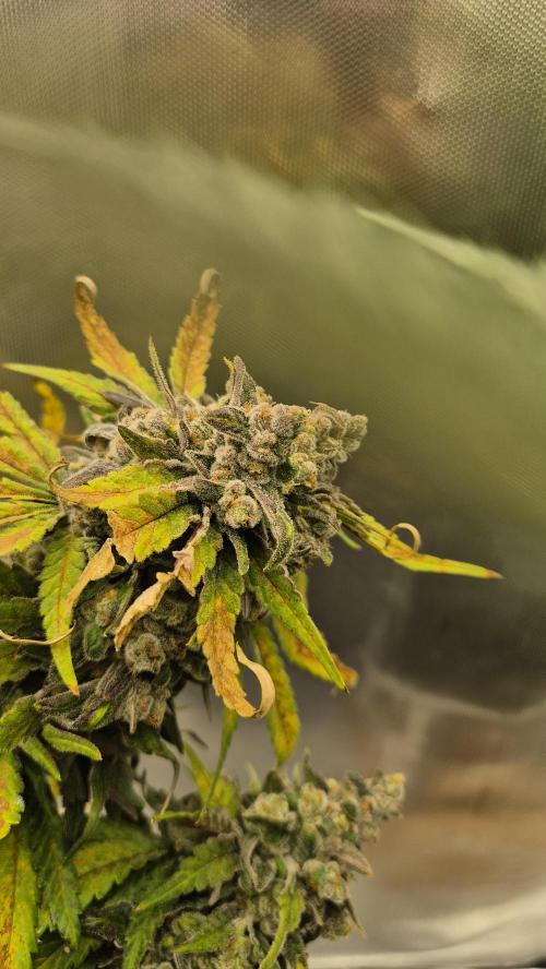 Kush für Karen. Week 14