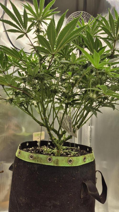 Kekse aus den Tropen. Week 8 - Tag 55
Blütetag 23