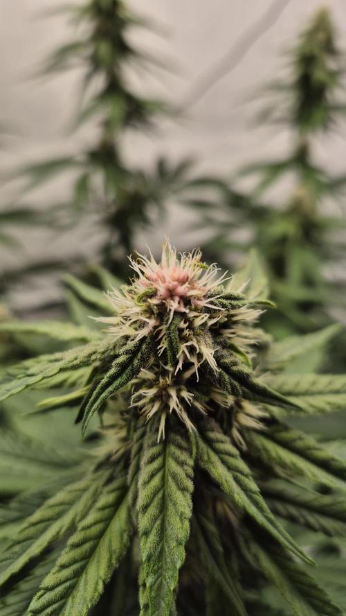 Kekse aus den Tropen. Week 8 - Tag 55
Blütetag 23