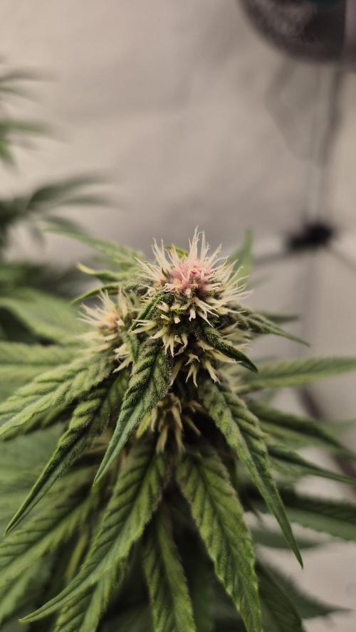 Kekse aus den Tropen. Week 8 - Tag 55
Blütetag 23