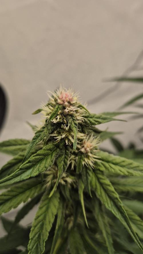 Kekse aus den Tropen. Week 8 - Tag 55
Blütetag 23