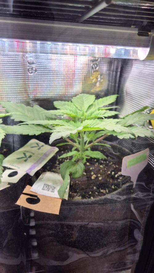 Schokolade. Week 3 - Tag 22