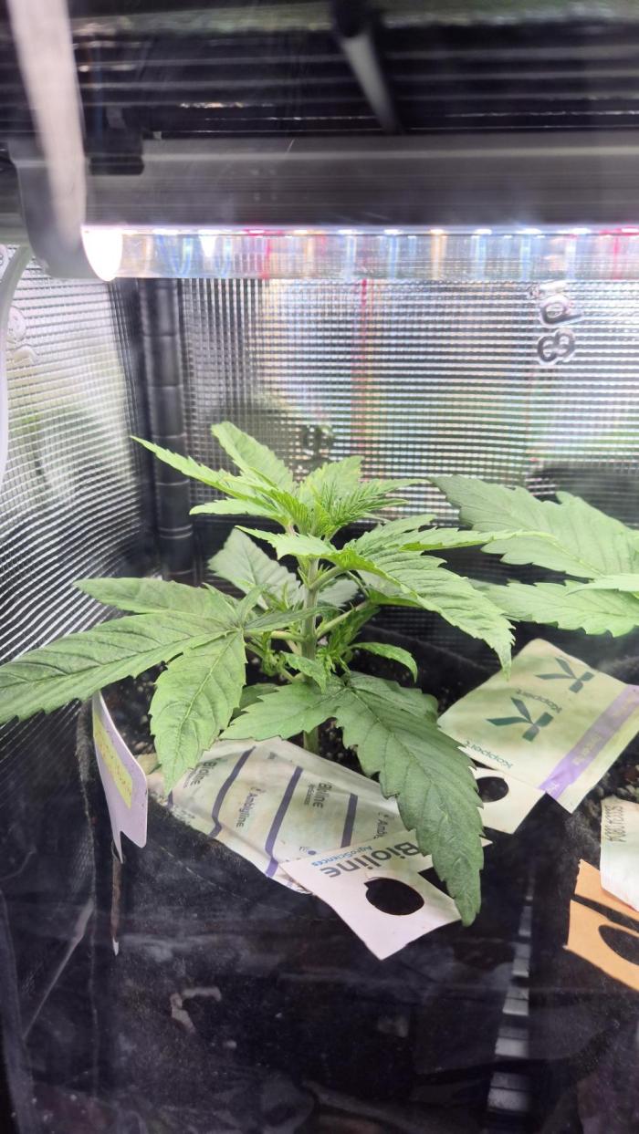 Melonenbogen!. Week 4 - Rainbow Melon