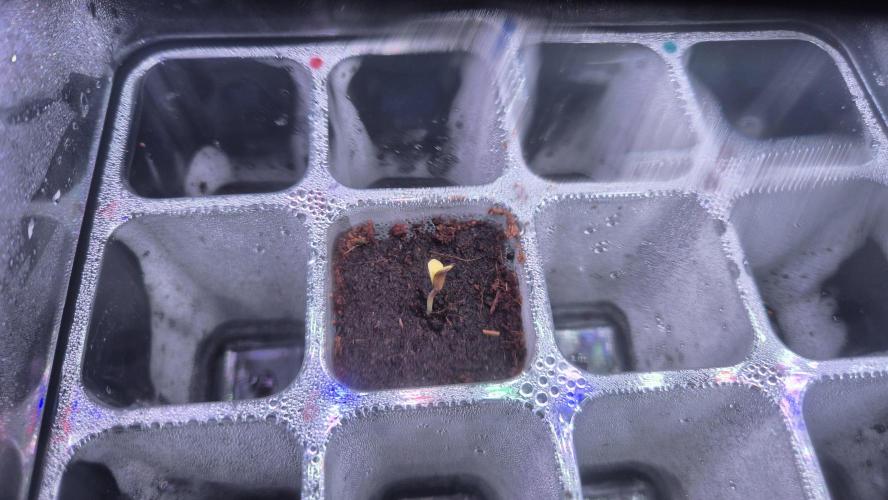 Gorillamelon (Pringles-Cup). Week 0 - Tag 3