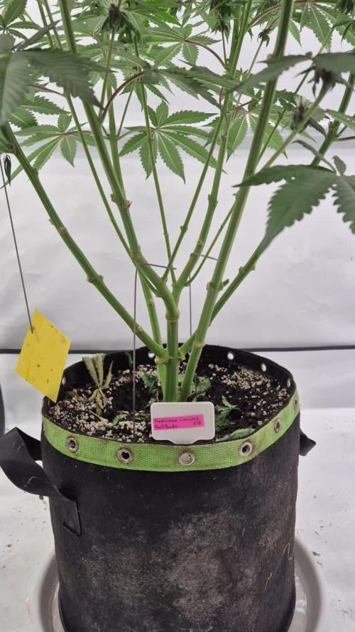 Kekse aus den Tropen