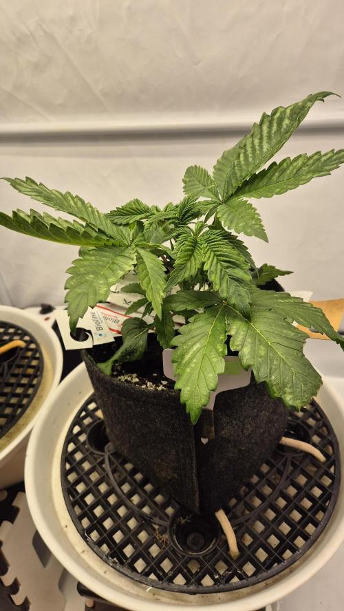 Schokolade. Week 3 - Tag 24