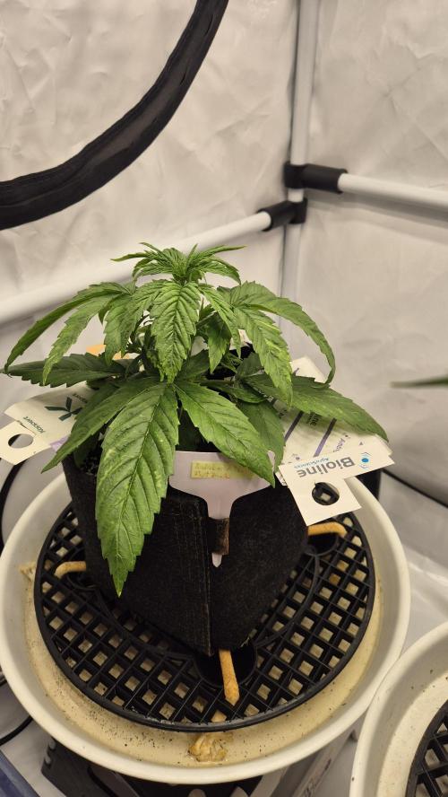 Melonenbogen!. Week 4 - Tag 24