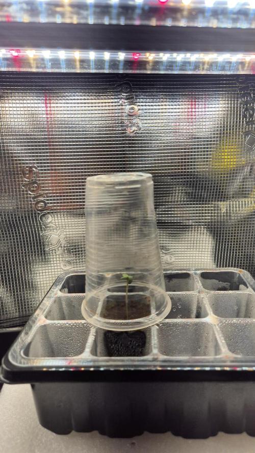 Gorillamelon (Pringles-Cup). Week 1 - Tag 2