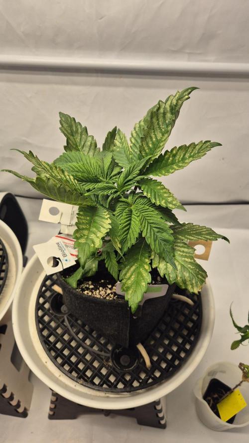 Schokolade. Week 3 - Tag 25