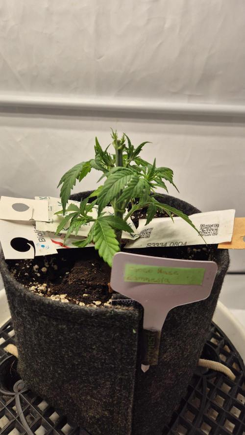 Schokolade. Week 3 - Tag 25