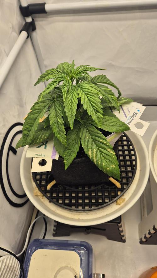 Melonenbogen!. Week 4 - Tag 25