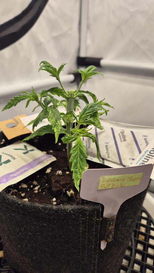 Melonenbogen!. Week 4 - Tag 25