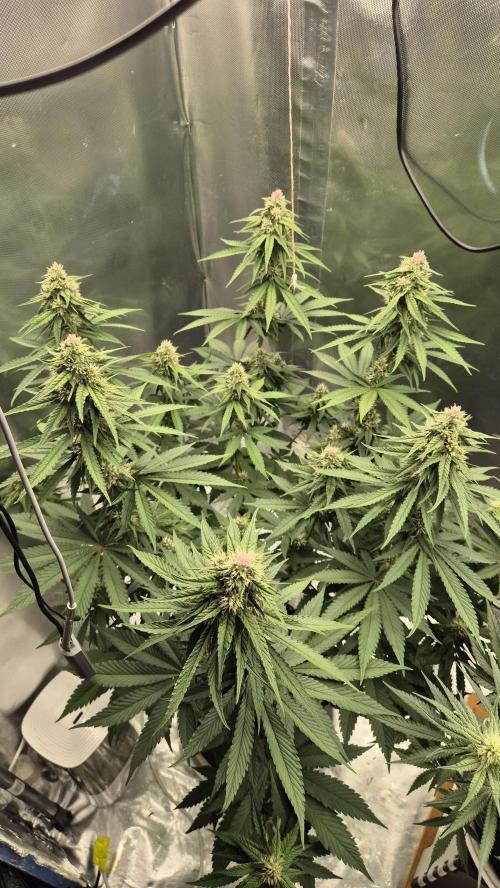 Kekse aus den Tropen. Week 9 - Tag 59