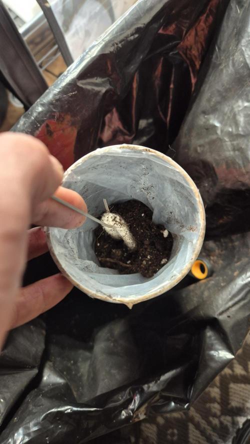 Gorillamelon (Pringles-Cup). Week 1