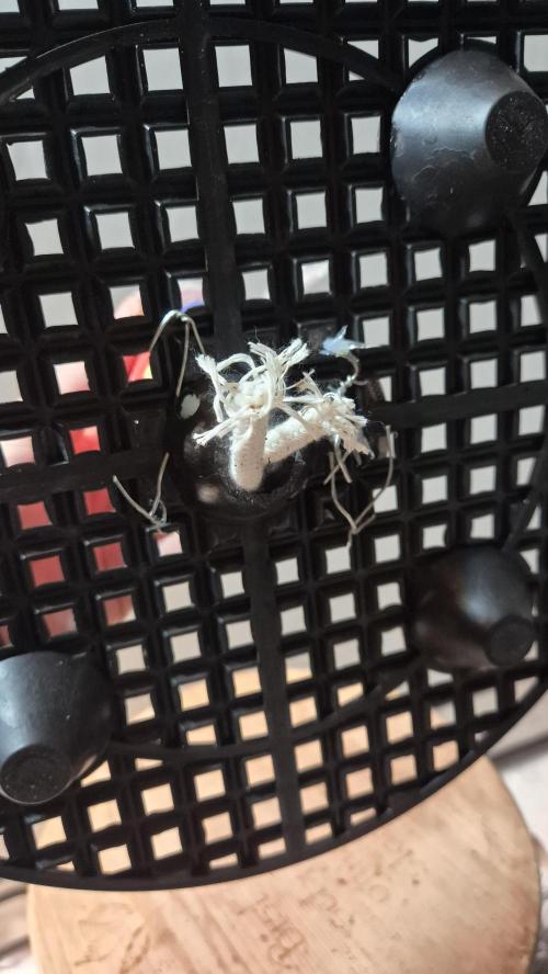 Gorillamelon (Pringles-Cup). Week 1