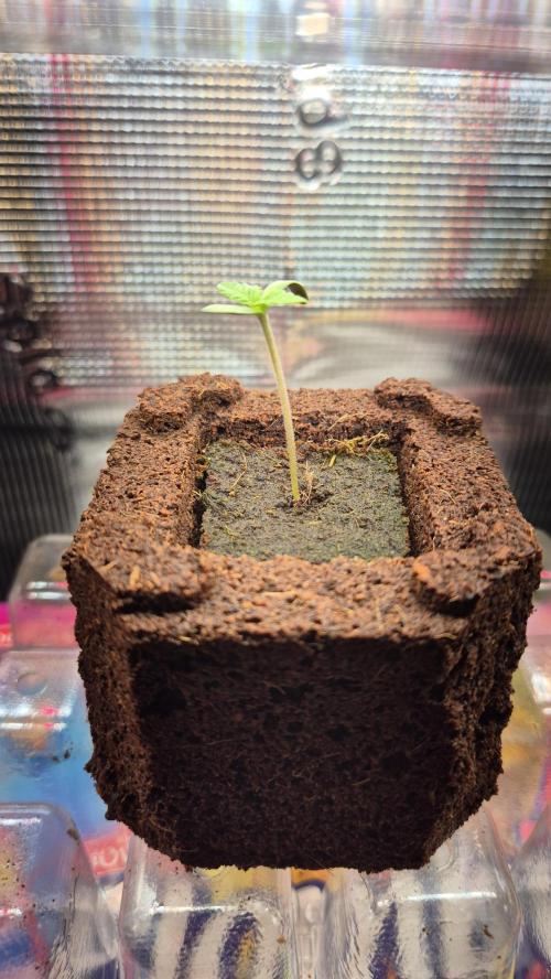 Gorillamelon (Pringles-Cup). Week 1 - Tag 3