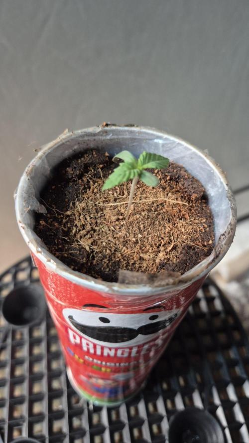 Gorillamelon (Pringles-Cup). Week 1 - Tag 3