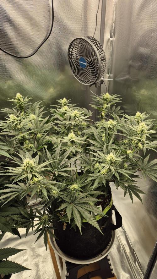 Apfelblüten. Week 9 - Tag 60