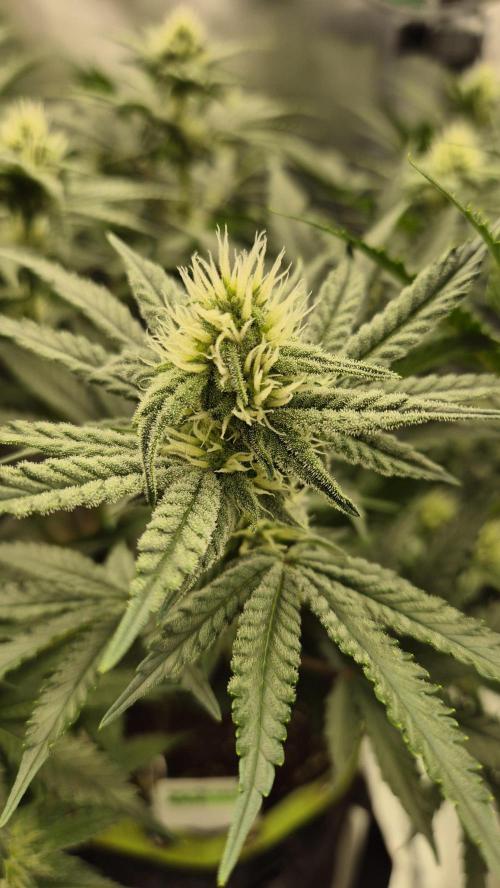 Apfelblüten. Week 9 - Tag 60