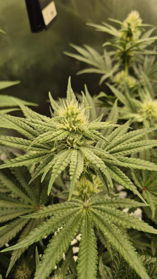 Apfelblüten. Week 9 - Tag 60