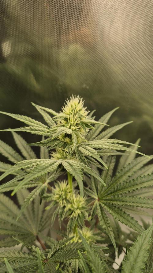 Apfelblüten. Week 9 - Tag 60