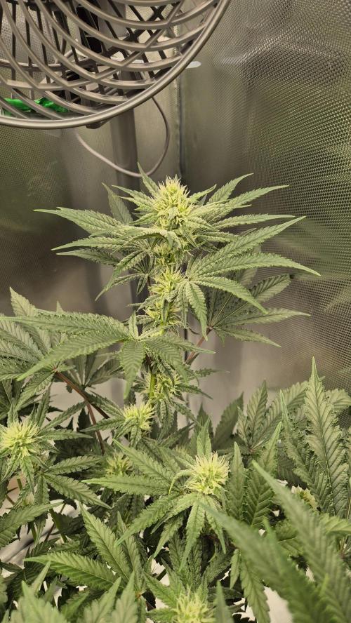 Apfelblüten. Week 9 - Tag 60