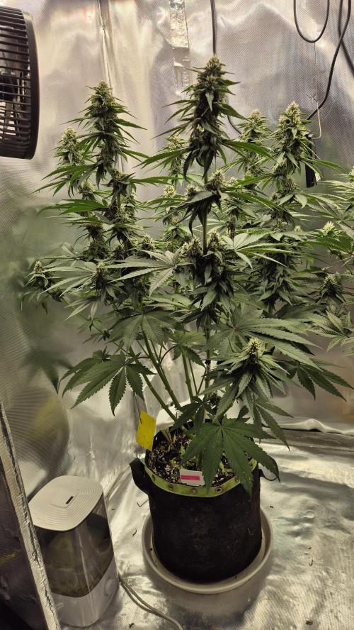 Kekse aus den Tropen. Week 9 - Tag 60