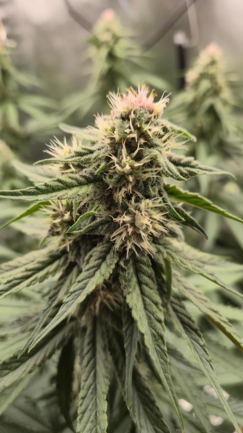 Kekse aus den Tropen. Week 9 - Tag 60