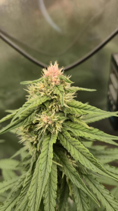 Kekse aus den Tropen. Week 9 - Tag 60