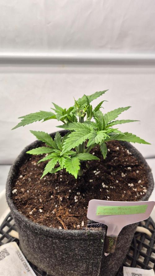 Schokolade. Week 3 - Tag 26