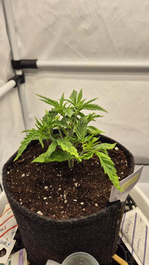 Melonenbogen!. Week 4 - Tag 26