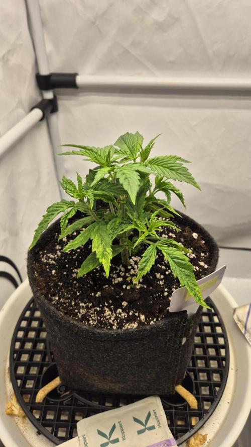 Melonenbogen!. Week 4 - Tag 27