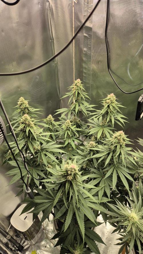 Kekse aus den Tropen. Week 9 - Tag 61