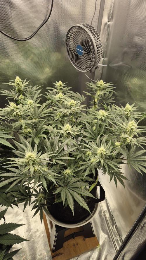 Apfelblüten. Week 9 - Tag 61