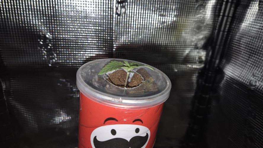 Gorillamelon (Pringles-Cup). Week 1 - Tag 6