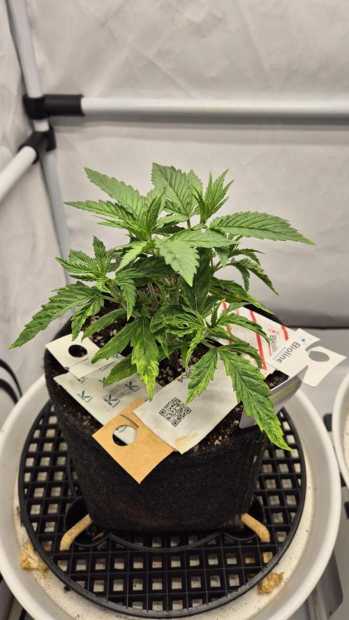 Melonenbogen!. Week 4 - Tag 28