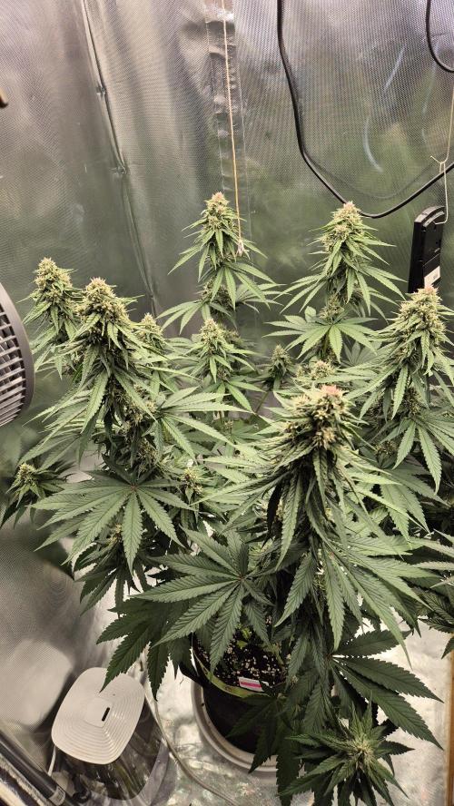 Kekse aus den Tropen. Week 9 - Tag 62