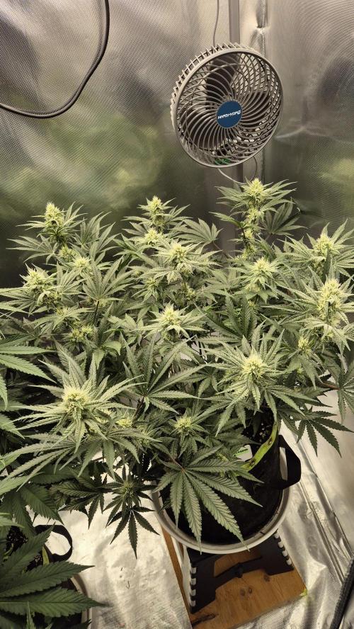 Apfelblüten. Week 9 - Tag 62