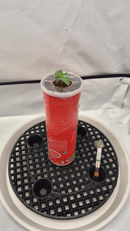 Gorillamelon (Pringles-Cup). Week 1 - Tag 7