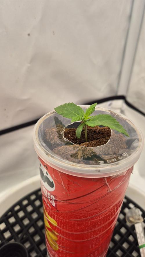 Gorillamelon (Pringles-Cup). Week 1 - Tag 7