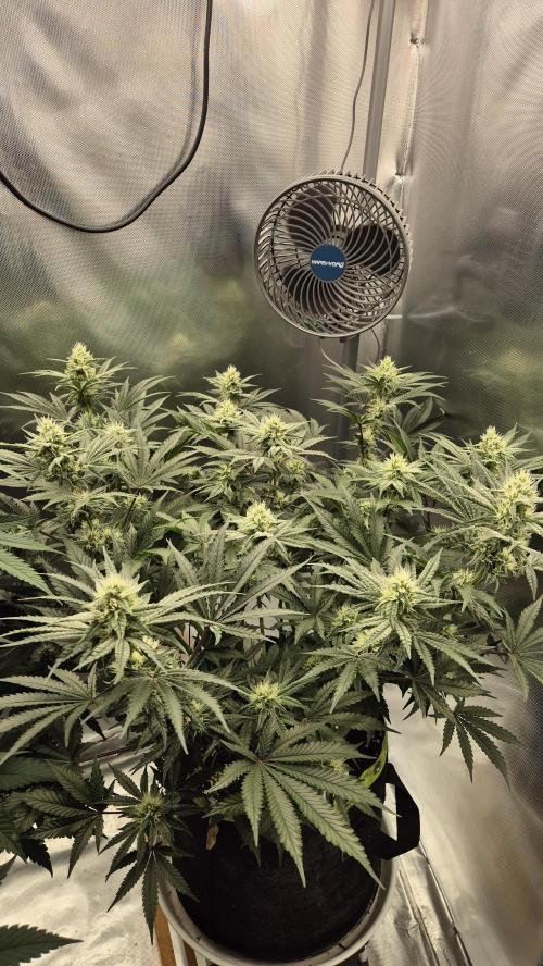 Apfelblüten. Week 9 - Tag 63