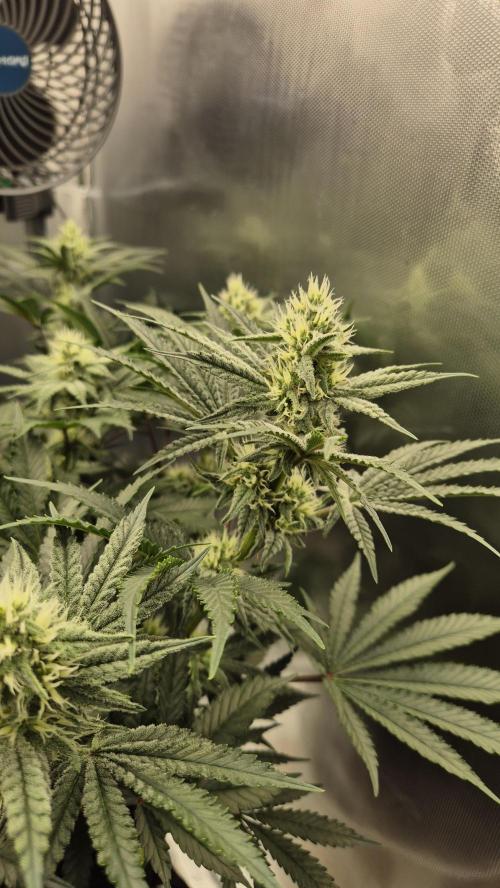 Apfelblüten. Week 9 - Tag 63