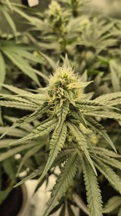 Apfelblüten. Week 9 - Tag 63