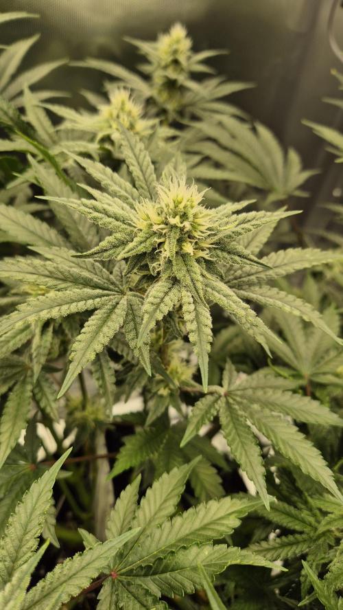 Apfelblüten. Week 9 - Tag 63