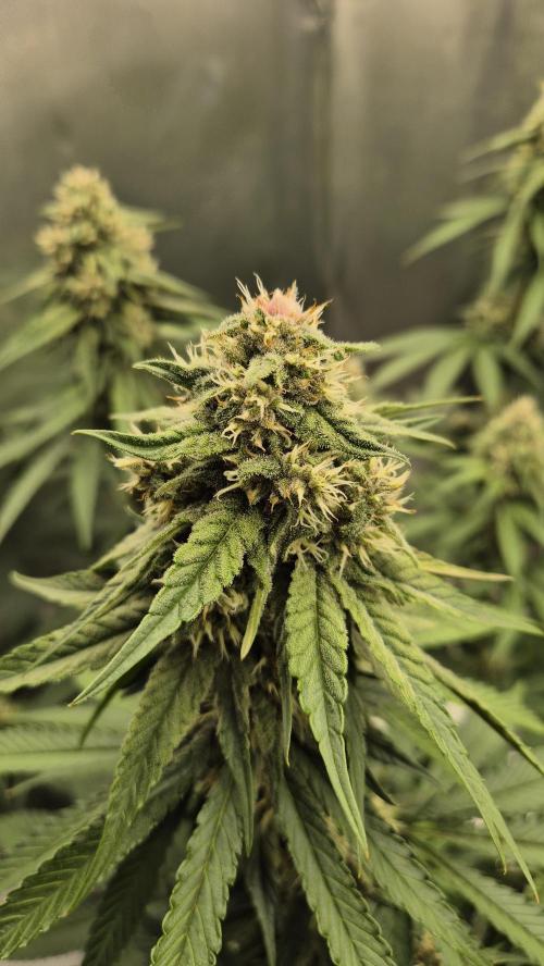 Kekse aus den Tropen. Week 9 - Tag 63