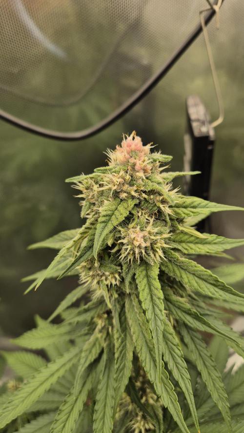 Kekse aus den Tropen. Week 9 - Tag 63